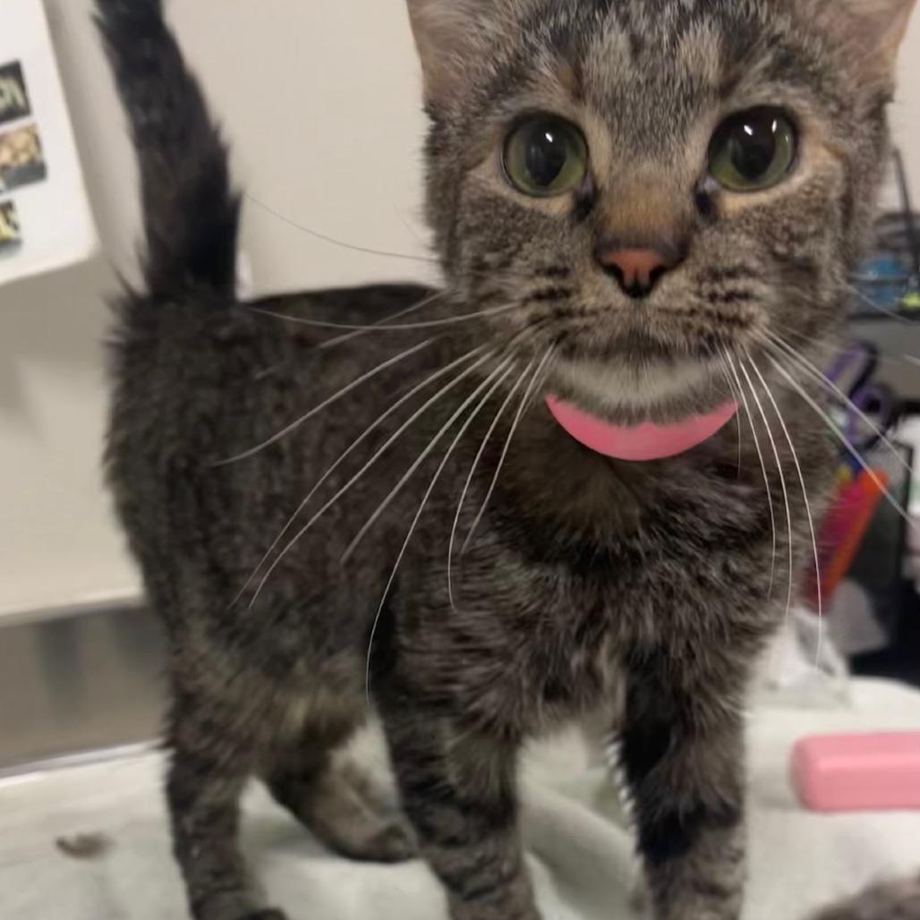 Enlarge Fashion, a Adoptable Domestic Short Hair in Saint Cloud, MN image 4/6