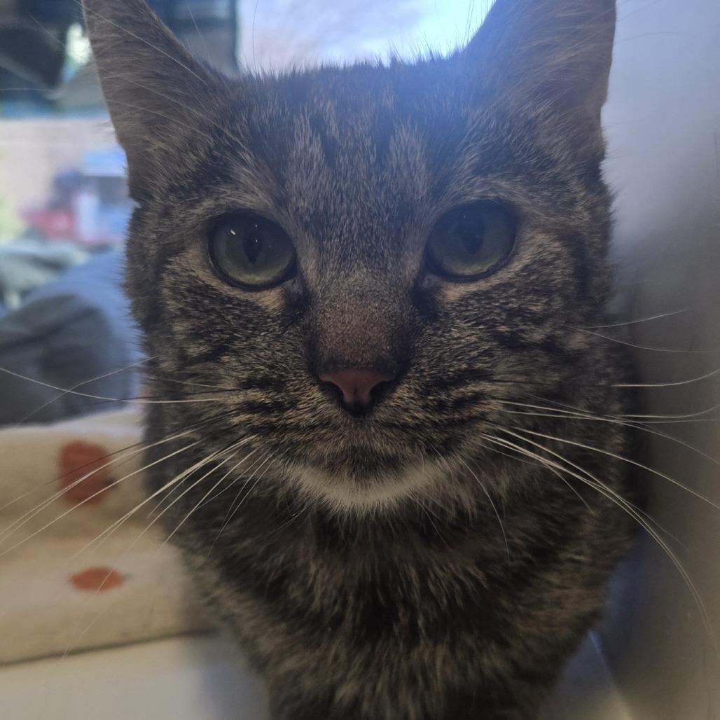 Enlarge Fashion, a Adoptable Domestic Short Hair in Saint Cloud, MN image 5/6