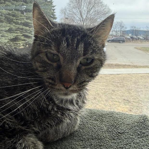 Enlarge Fashion, a Adoptable Domestic Short Hair in Saint Cloud, MN image 6/6