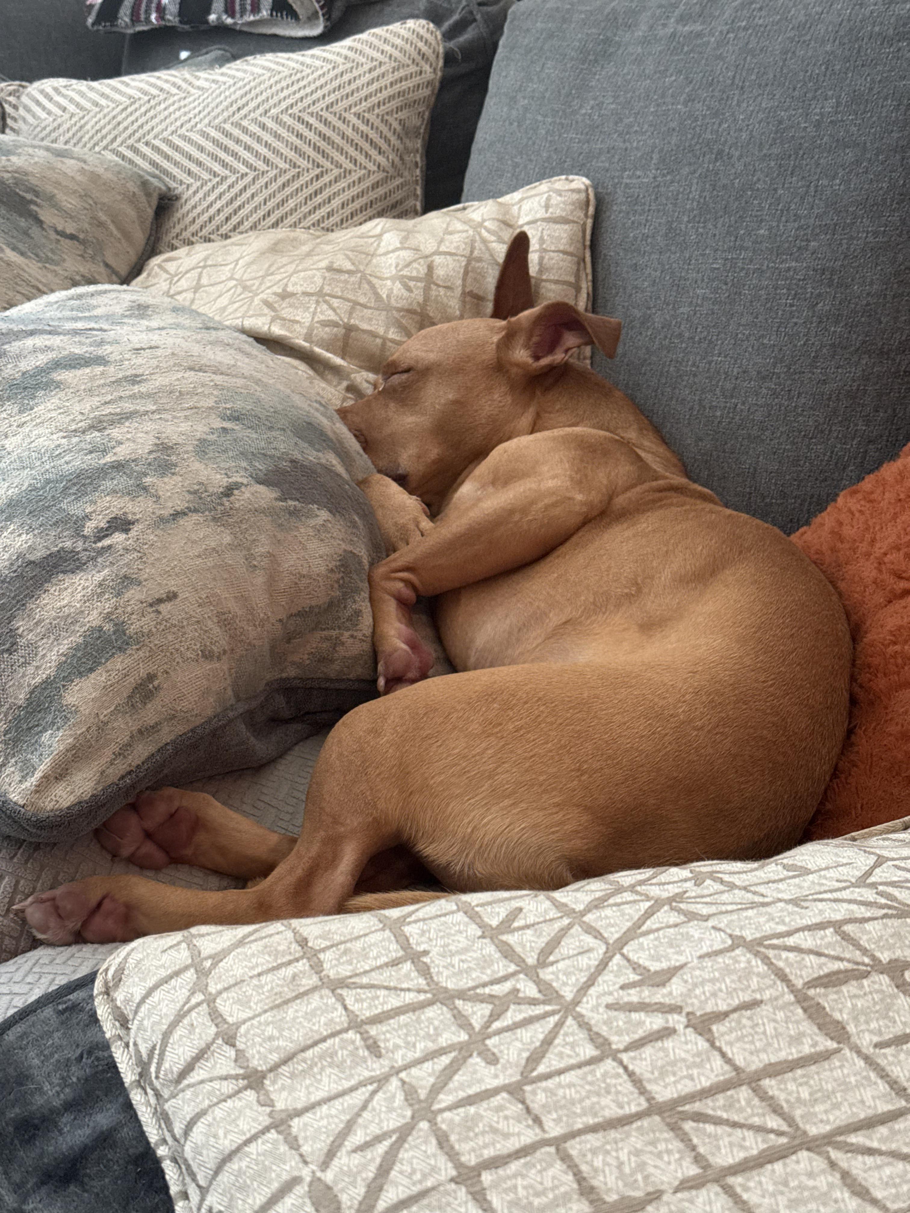 Enlarge Gracie , a Adoptable mixed breed in Cypress, TX image 4/5