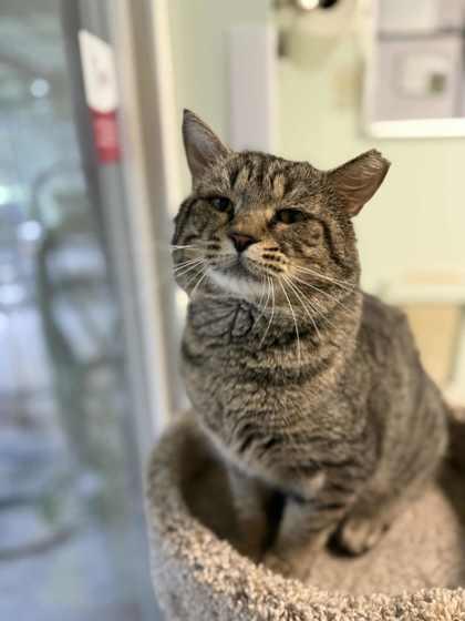 Taz, a Adoptable Domestic Short Hair in Batavia, OH image 2/3