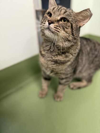 Taz, Adoptable, Adult Male Domestic Short Hair & Domestic Short Hair.