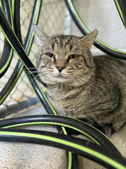 Taz, a Adoptable Domestic Short Hair in Batavia, OH image 2/3