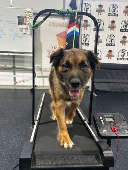 Asia, Adoptable, Adult Female Shepherd & Mixed Breed.