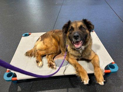 Asia, Adoptable, Adult Female Shepherd & Mixed Breed.