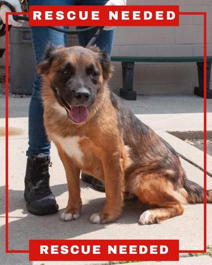 Asia, Adoptable, Adult Female Shepherd & Mixed Breed.