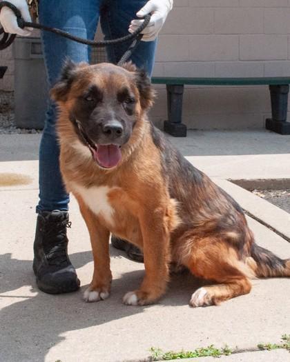 Enlarge Asia, a Adoptable mixed breed in Hamilton, NJ image 2/3