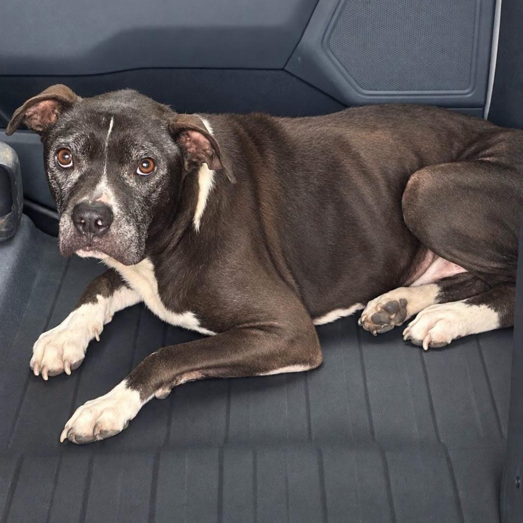 TNGC-Stray-1390, Adoptable, Senior Male Mixed Breed.