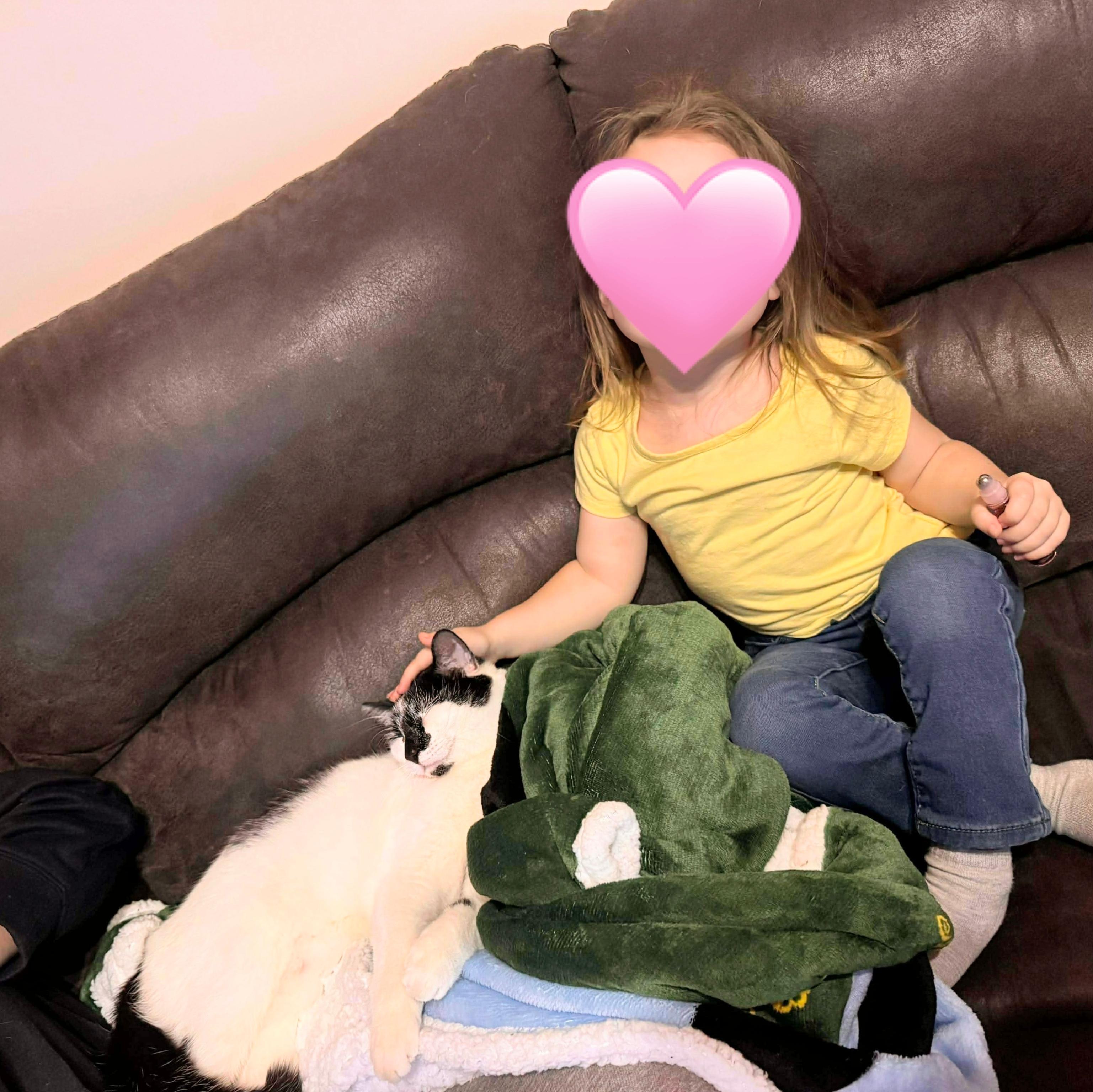 Fo , a ADOPTABLE Domestic Short Hair in Fairborn, OH image 2/6