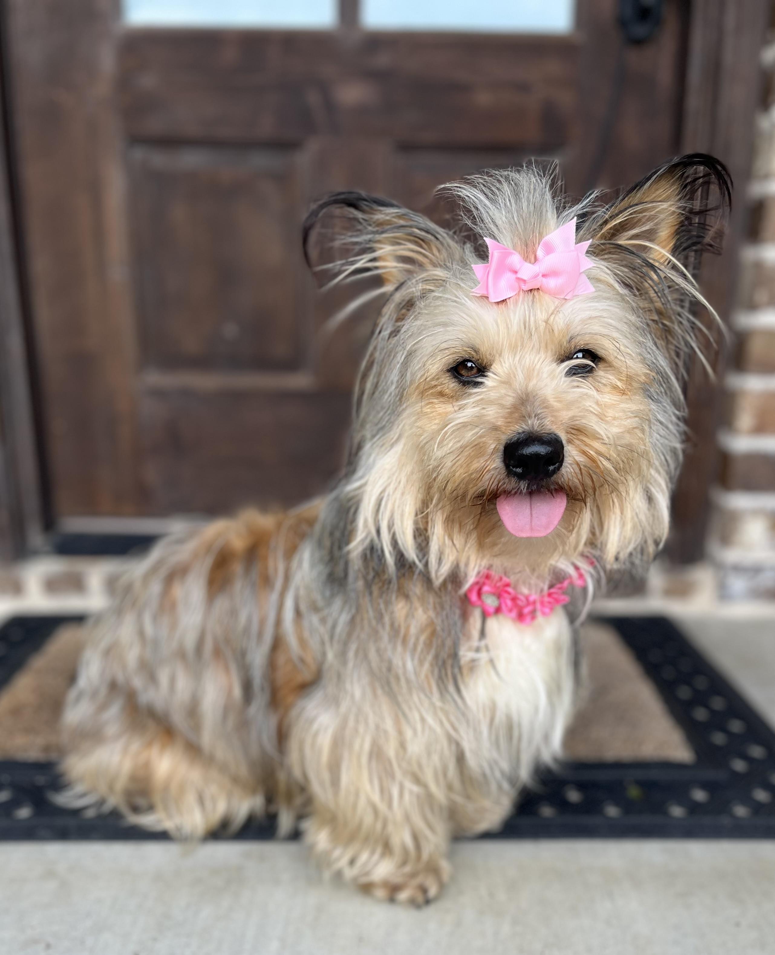 Gracie Ann, adopted, Adult Female Yorkshire Terrier.
