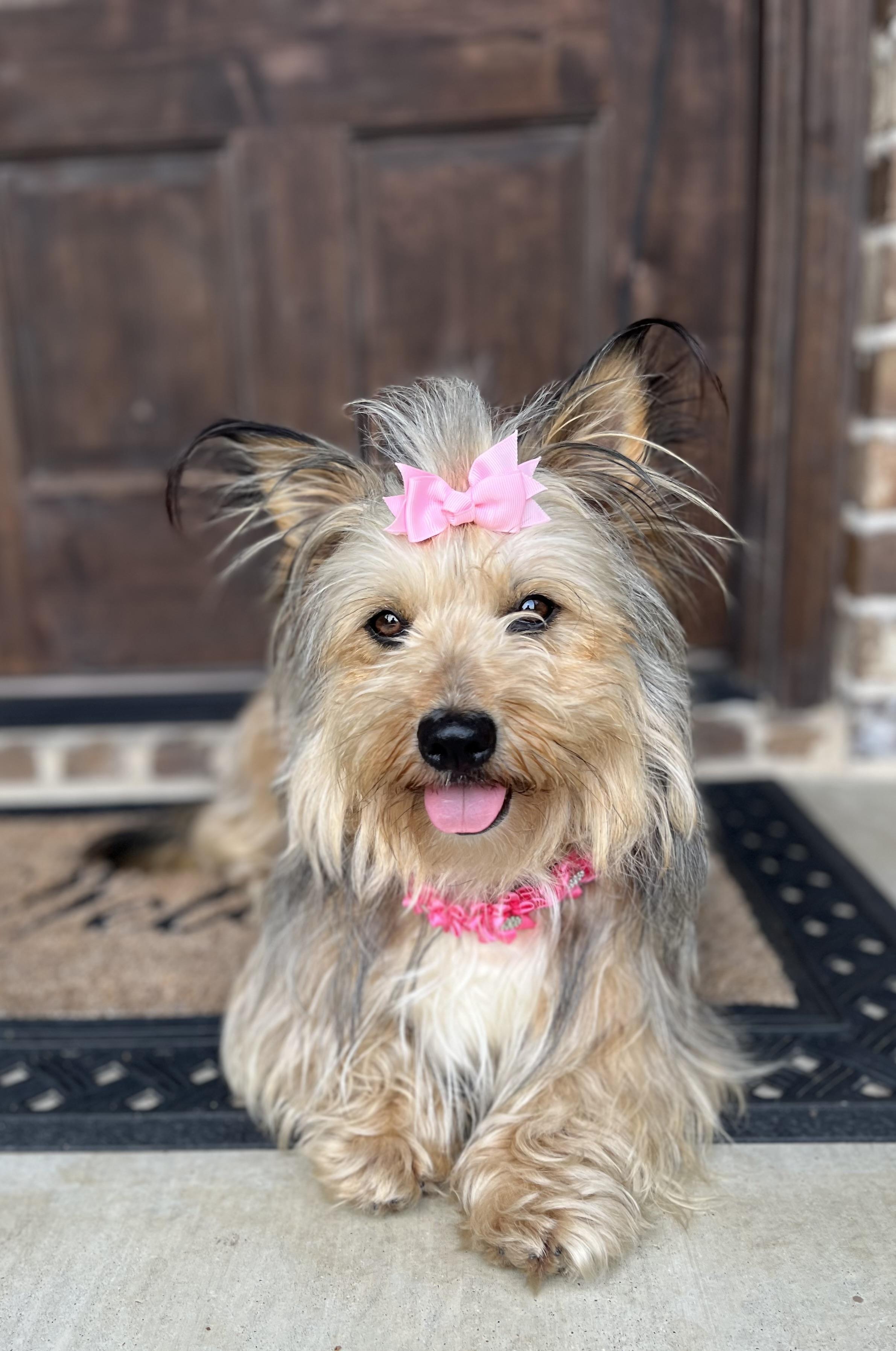Enlarge Gracie Ann, an adopted mixed breed in Mendham, NJ image 3/6