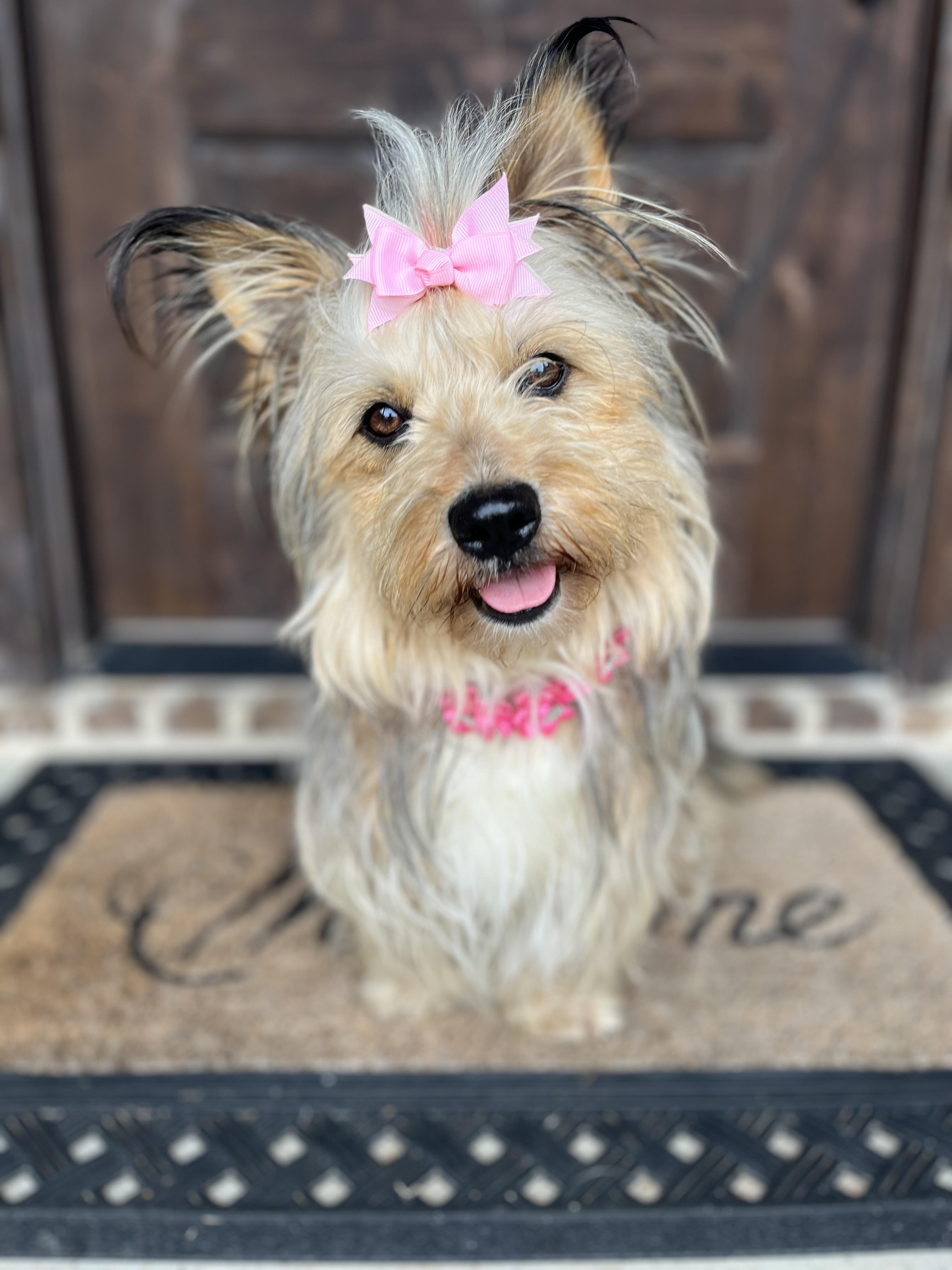 Enlarge Gracie Ann, an adopted mixed breed in Mendham, NJ image 2/6