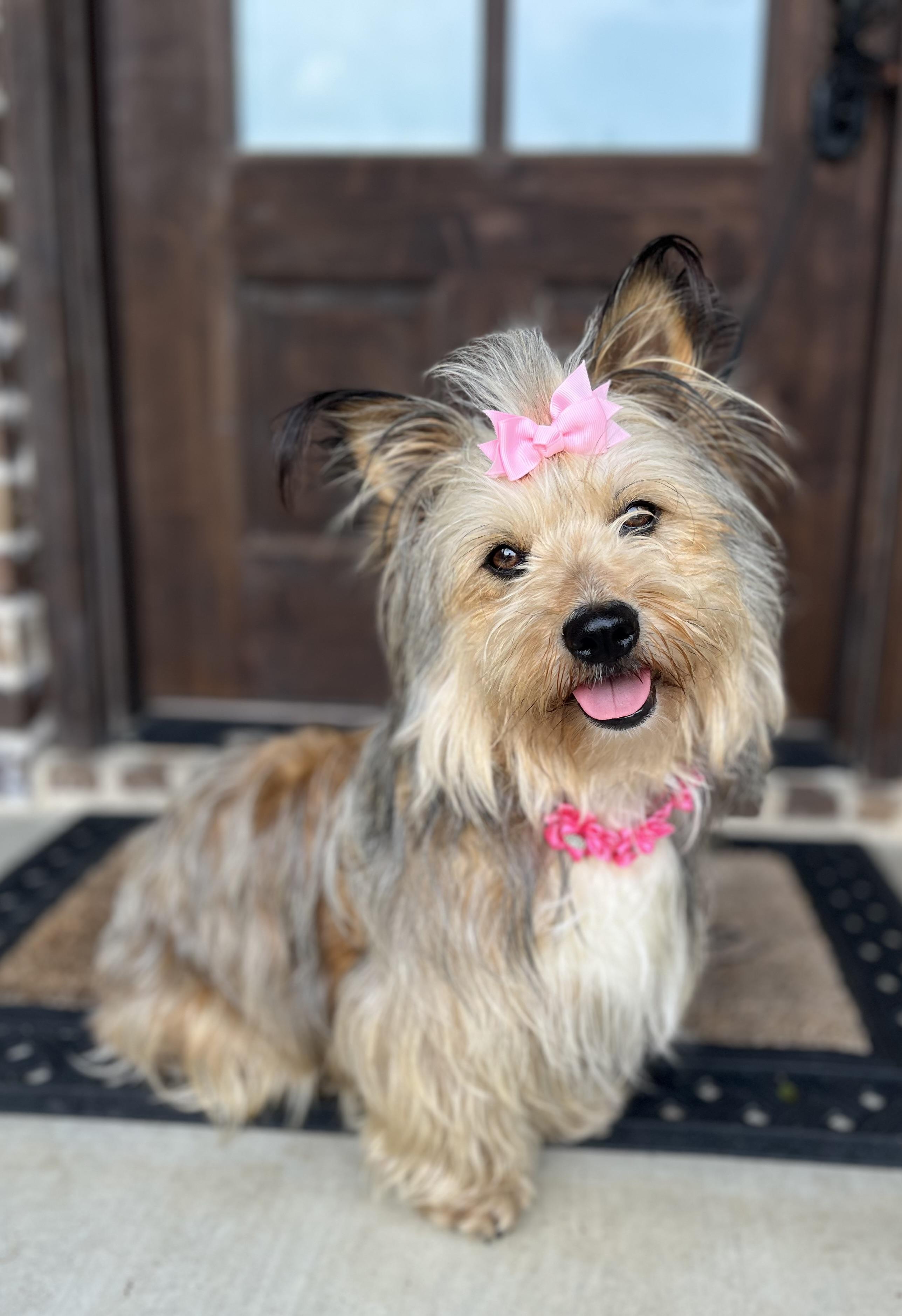 Enlarge Gracie Ann, an adopted mixed breed in Mendham, NJ image 5/6