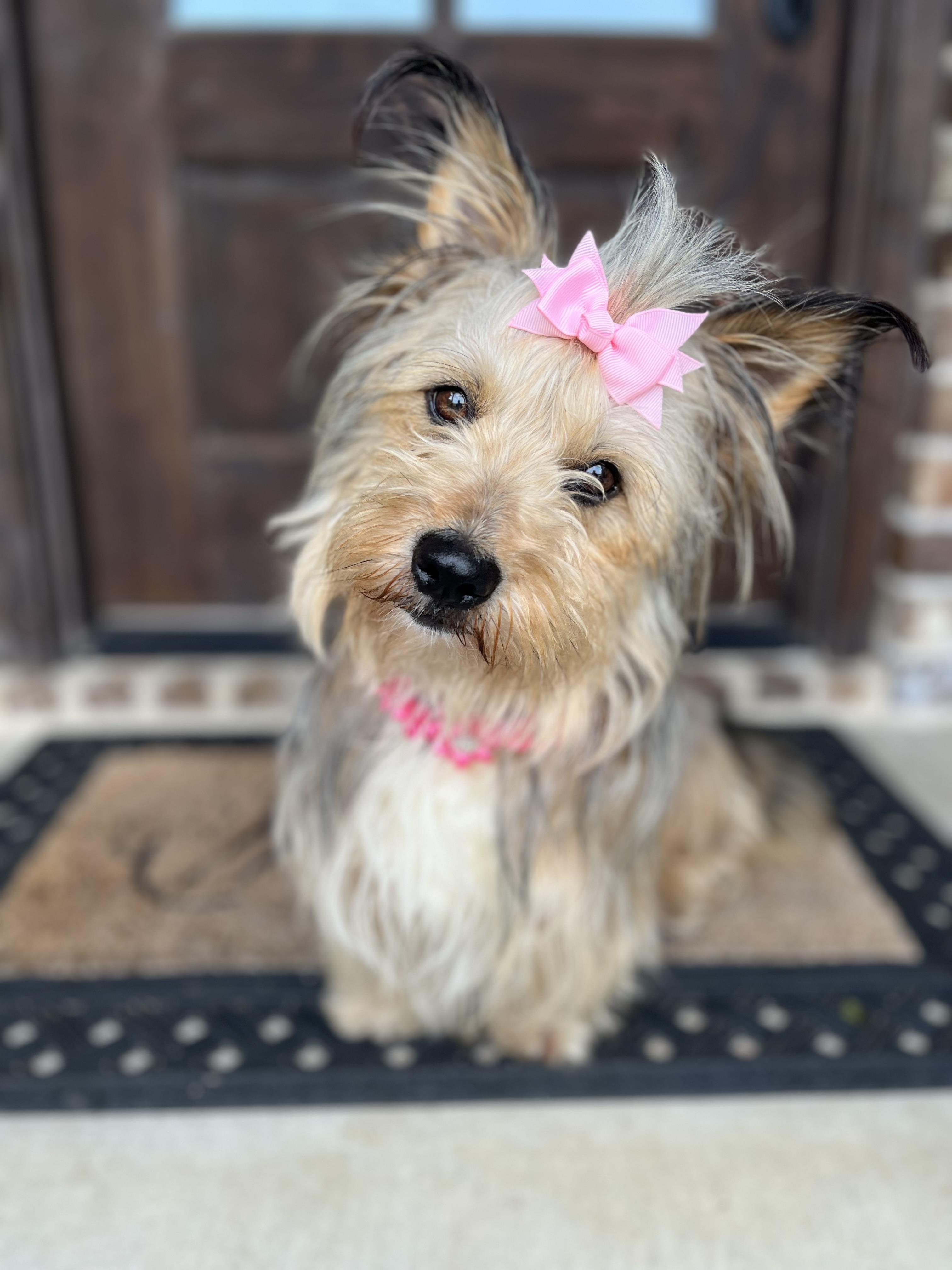 Enlarge Gracie Ann, an adopted mixed breed in Mendham, NJ image 4/6