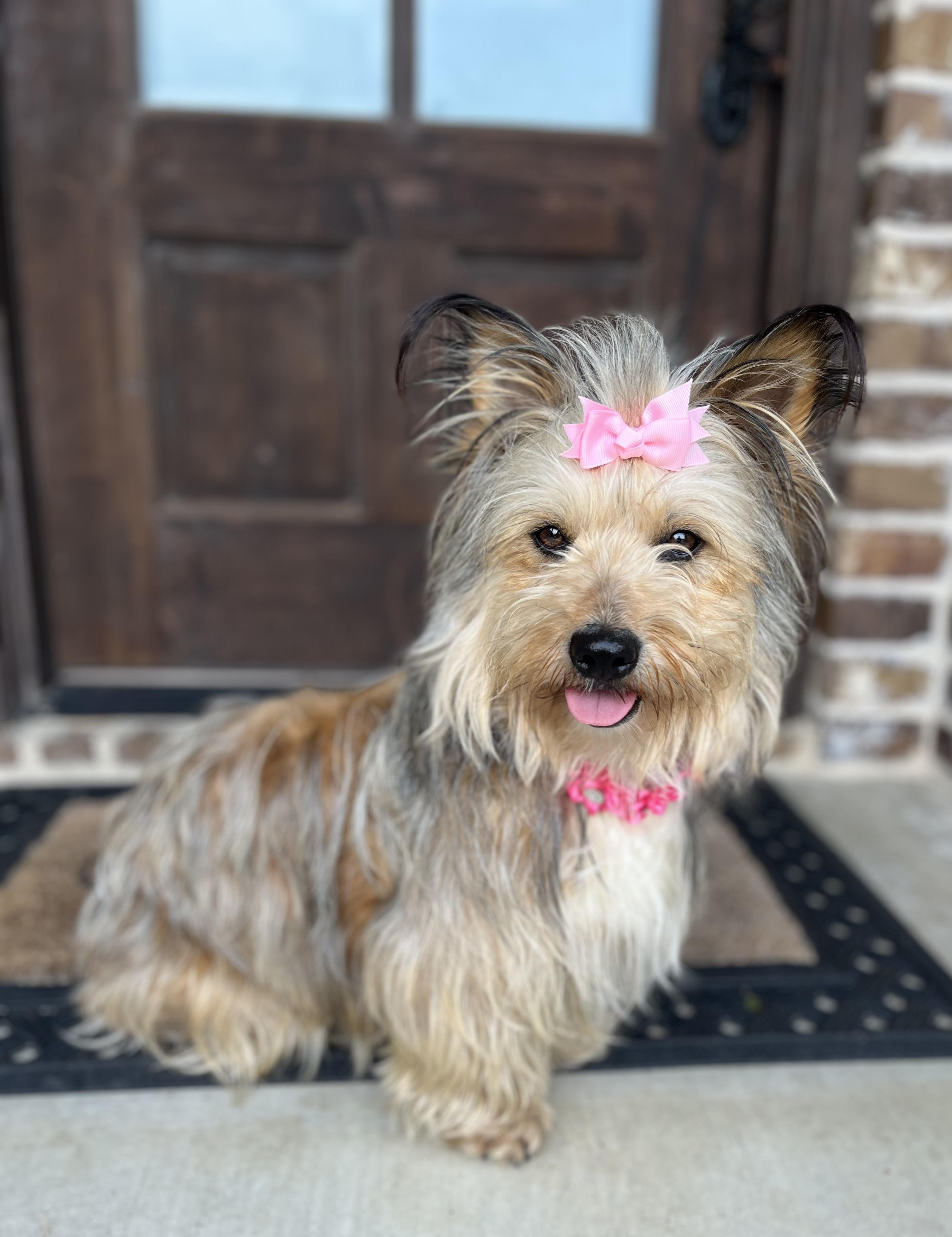 Enlarge Gracie Ann, an adopted mixed breed in Mendham, NJ image 6/6