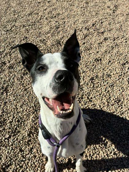 Sophia, ADOPTABLE, Adult Male Mixed Breed.