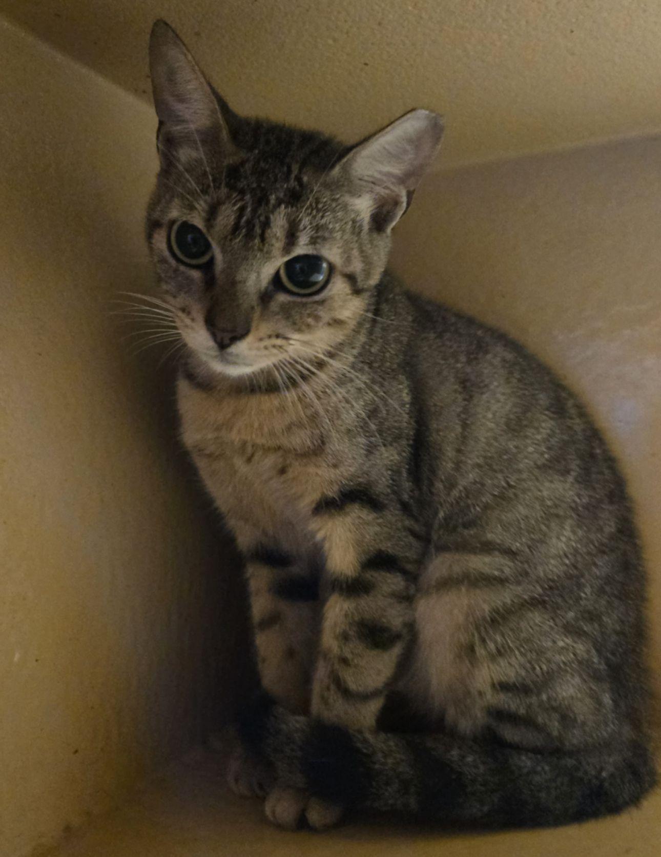 Electra, an adoptable Domestic Short Hair in San Juan, PR, 00926 | Photo Image 3