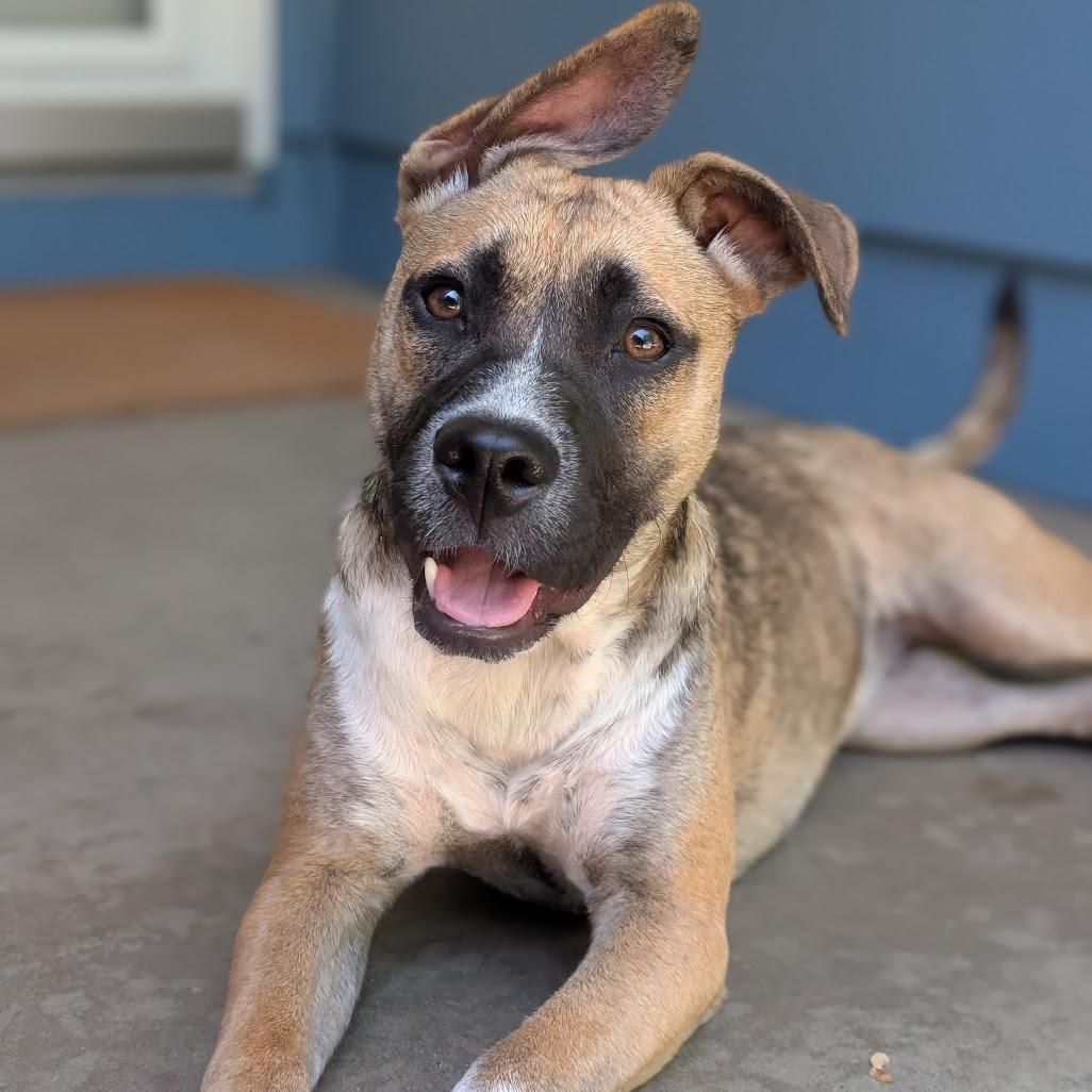 Daisy, Adoptable, Young Female Cattle Dog & Dutch Shepherd.