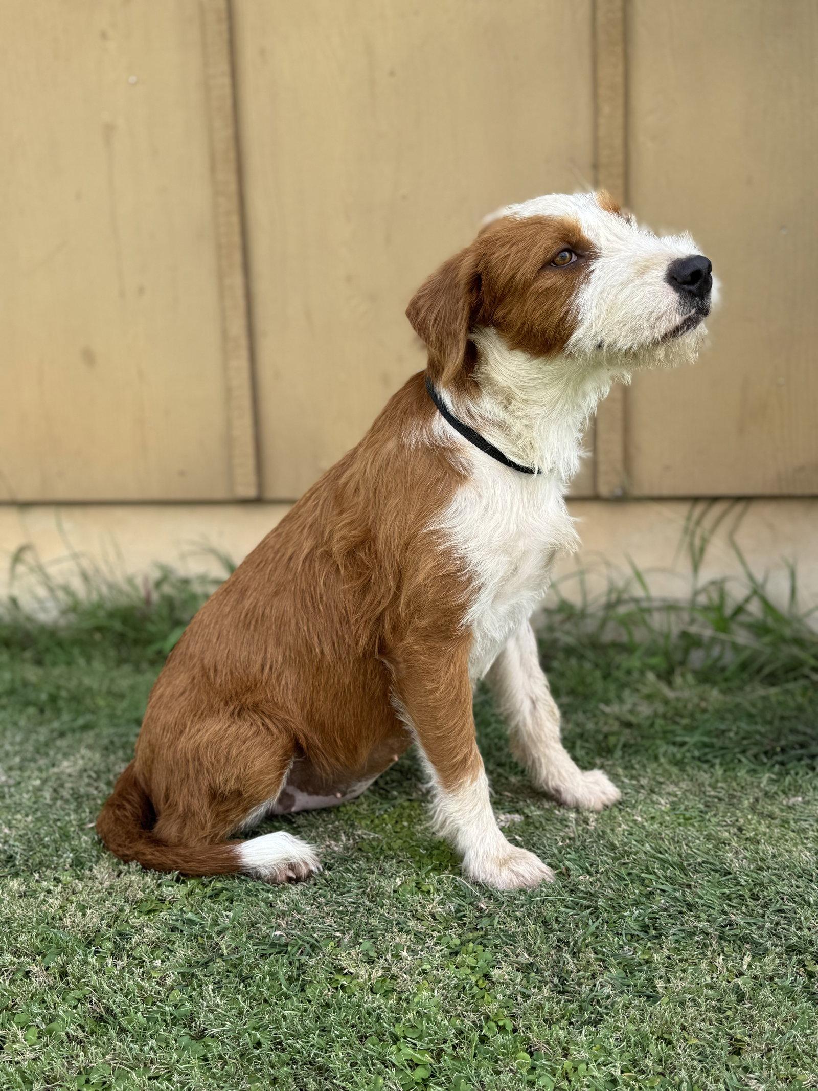 Daffy, a Adopted Terrier in Helotes, TX image 2/3