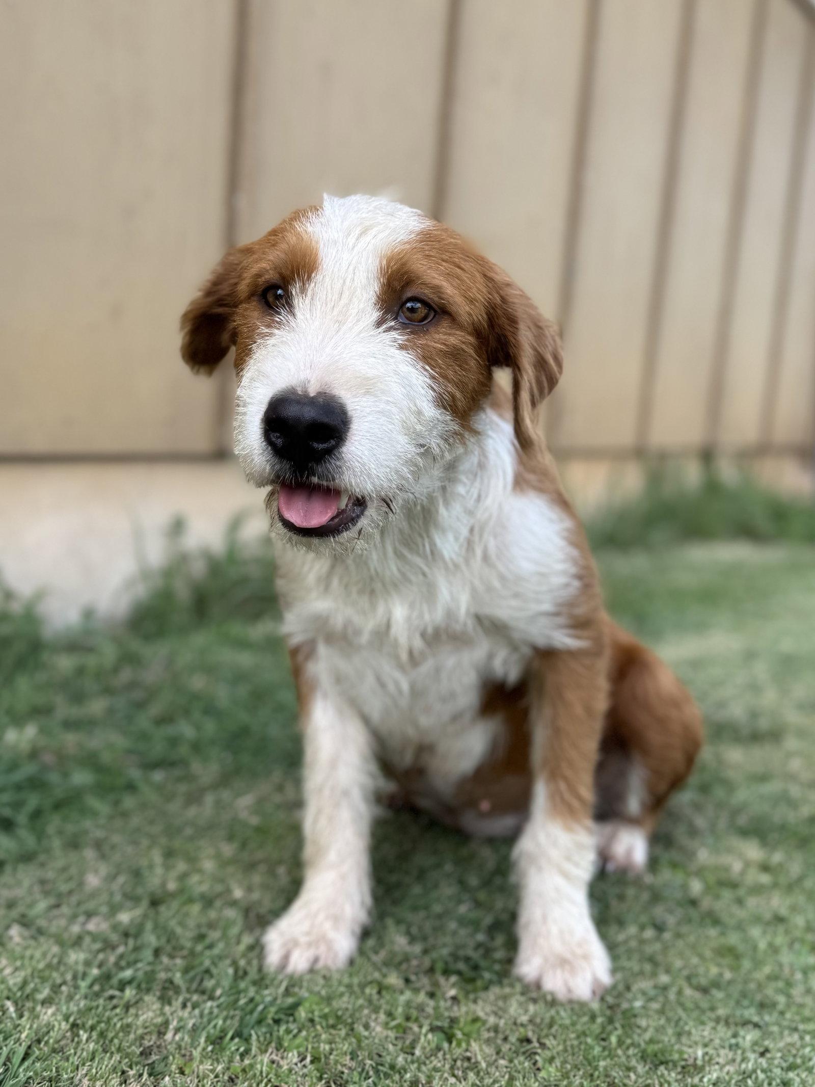 Daffy, a Adopted Terrier in Helotes, TX image 3/3