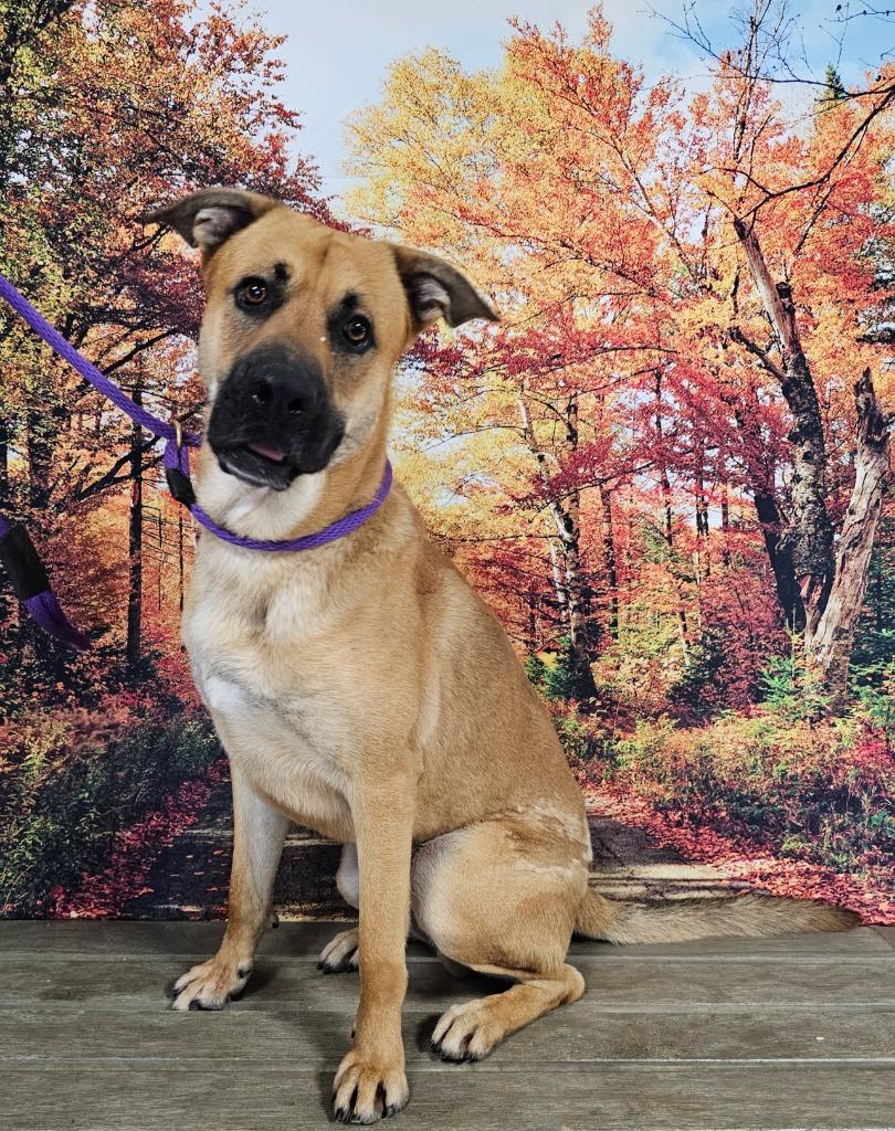 Enlarge Eli, a Adoptable Terrier in New Manchester, WV image 1/1