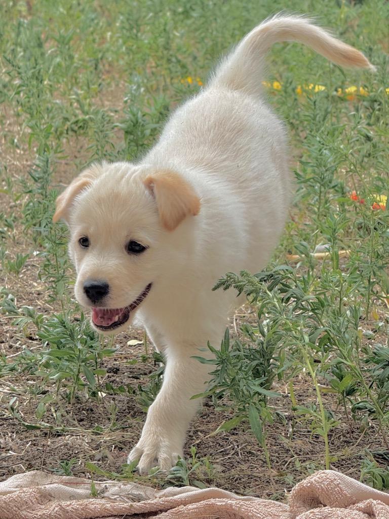 Enlarge Laleh, a Adoptable Retriever in Fort Lupton, CO image 1/4