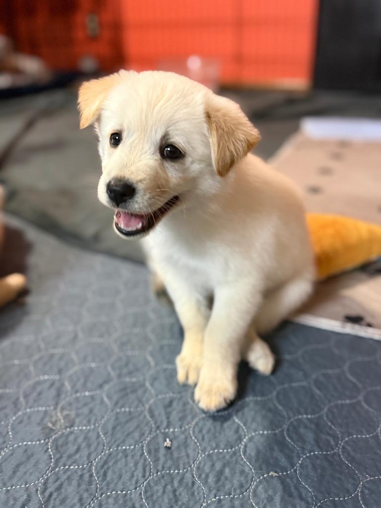 Enlarge Laleh, a Adoptable Retriever in Fort Lupton, CO image 2/4