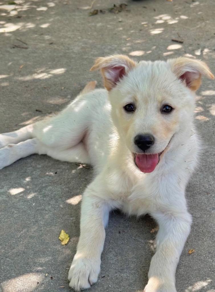 Enlarge Laleh, a Adoptable Retriever in Fort Lupton, CO image 3/4