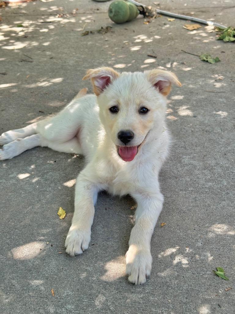 Enlarge Laleh, a Adoptable Retriever in Fort Lupton, CO image 4/4