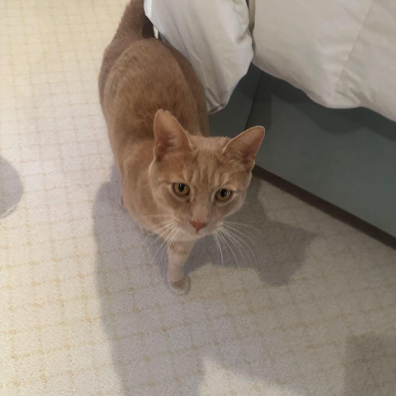 Enlarge Nutmeg, an adopted Domestic Short Hair in Levittown, PA image 2/4