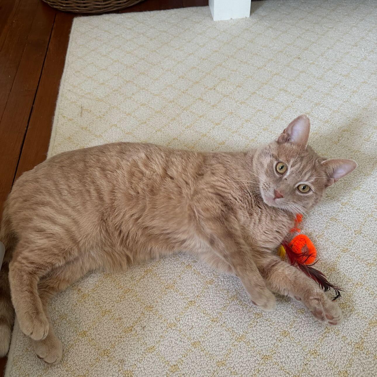 Nutmeg, adopted, Adult Male Domestic Short Hair.
