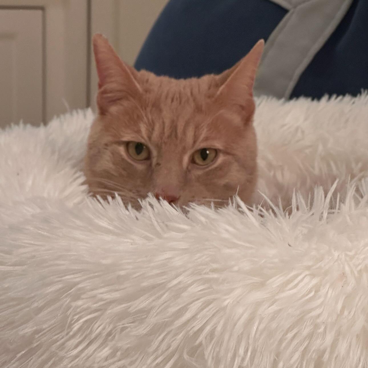 Enlarge Nutmeg, an adopted Domestic Short Hair in Levittown, PA image 4/4