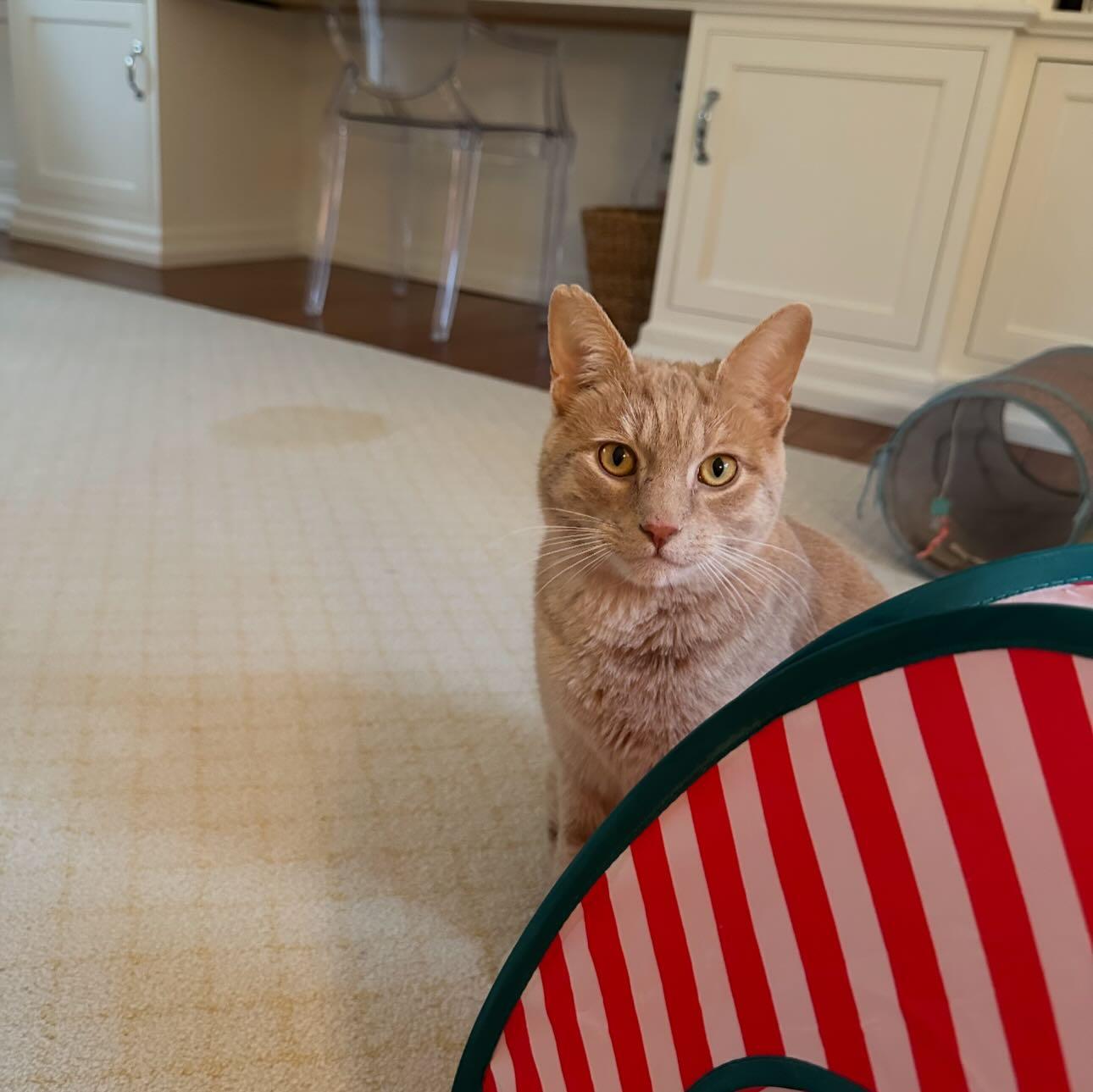 Enlarge Nutmeg, an adopted Domestic Short Hair in Levittown, PA image 3/4