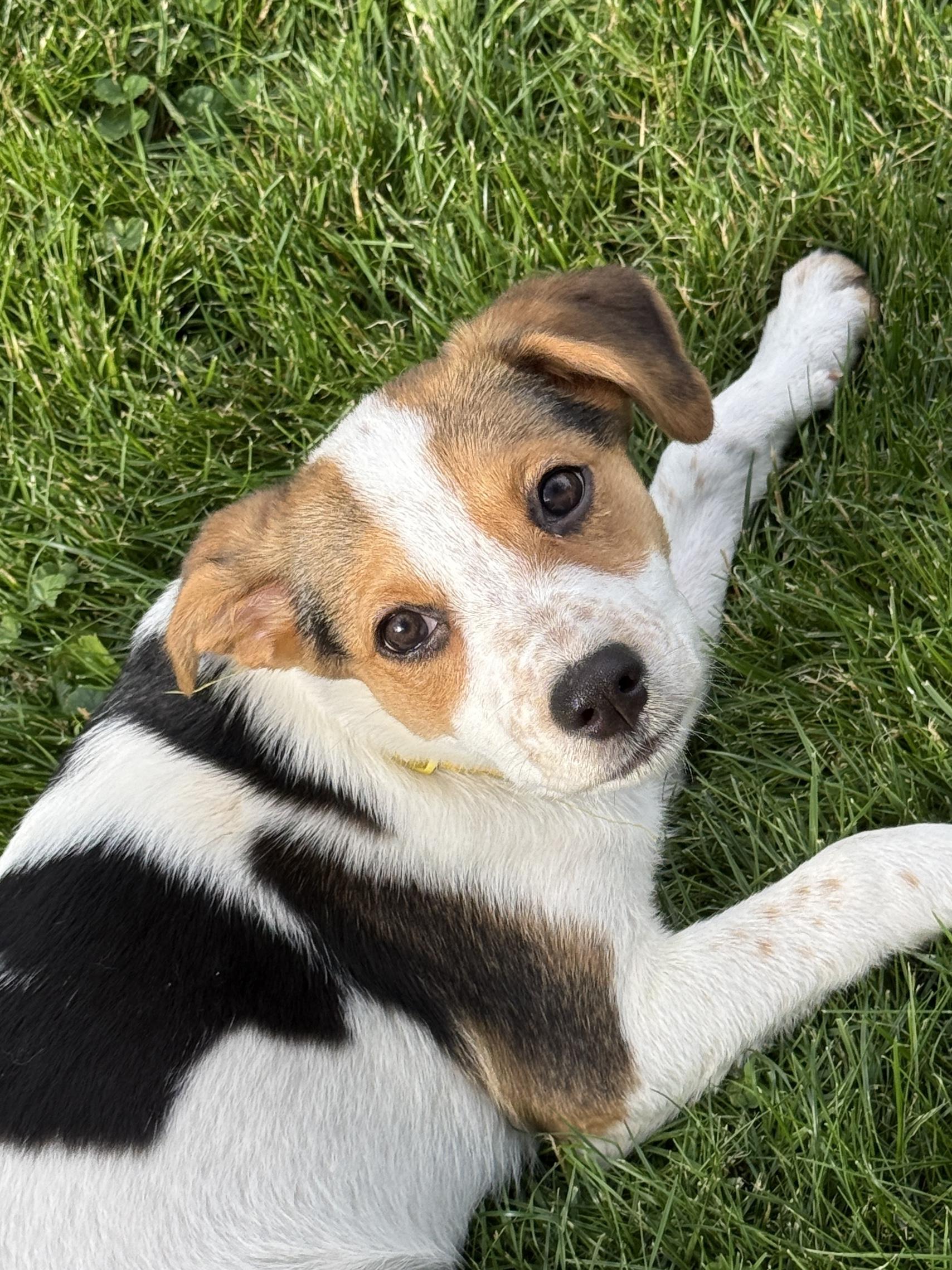 Enlarge Nutmeg, a Adoptable mixed breed in Lake Geneva, WI image 2/5