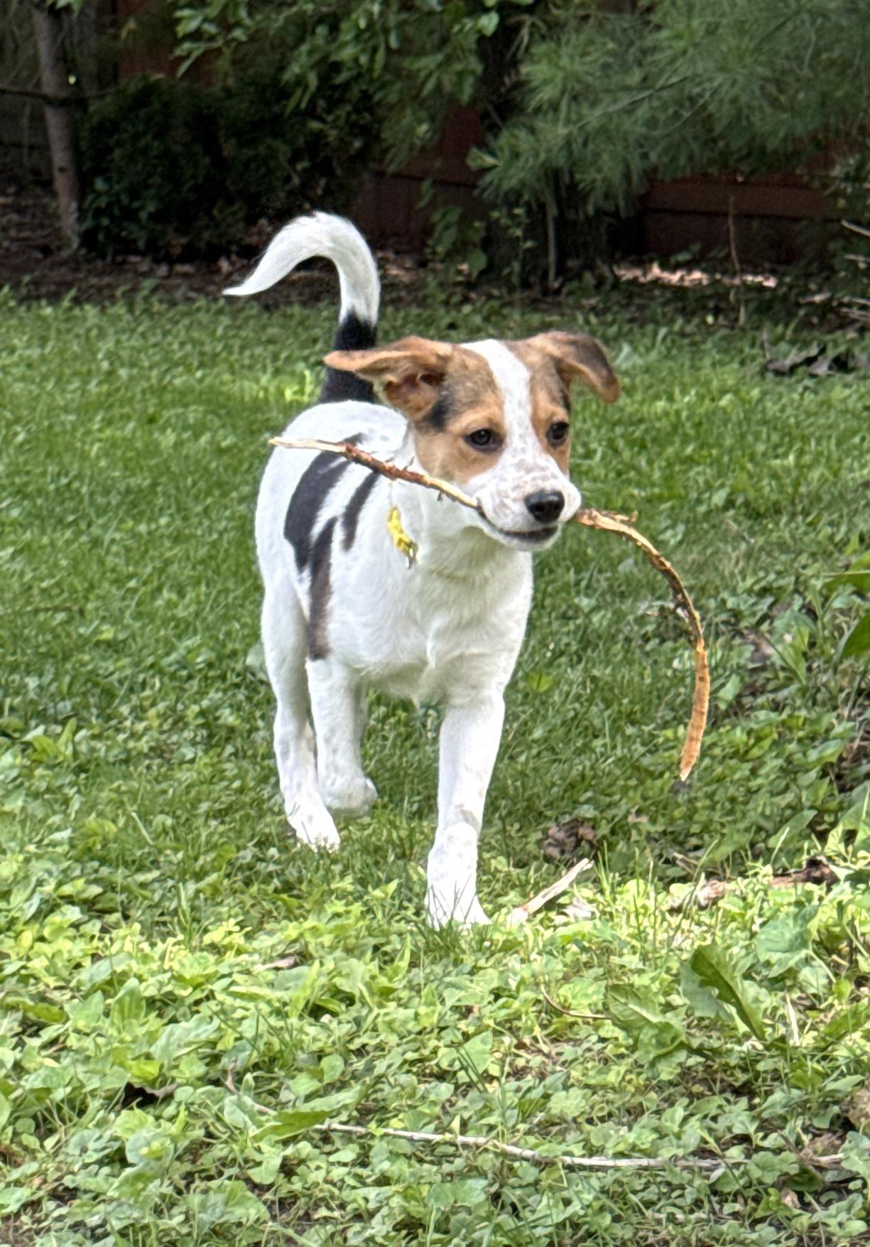Enlarge Nutmeg, a Adoptable mixed breed in Lake Geneva, WI image 3/5