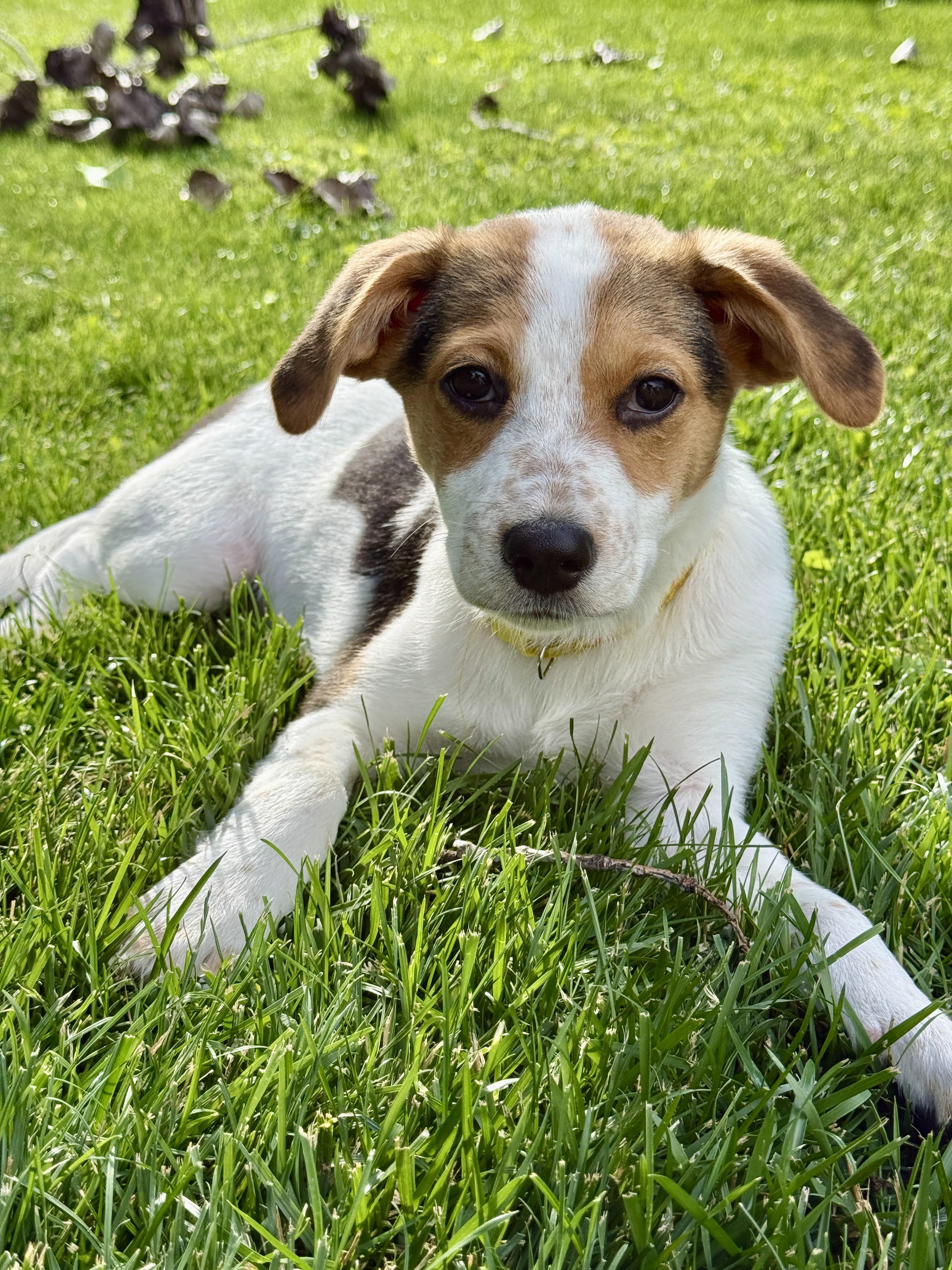 Enlarge Nutmeg, a Adoptable mixed breed in Lake Geneva, WI image 4/5