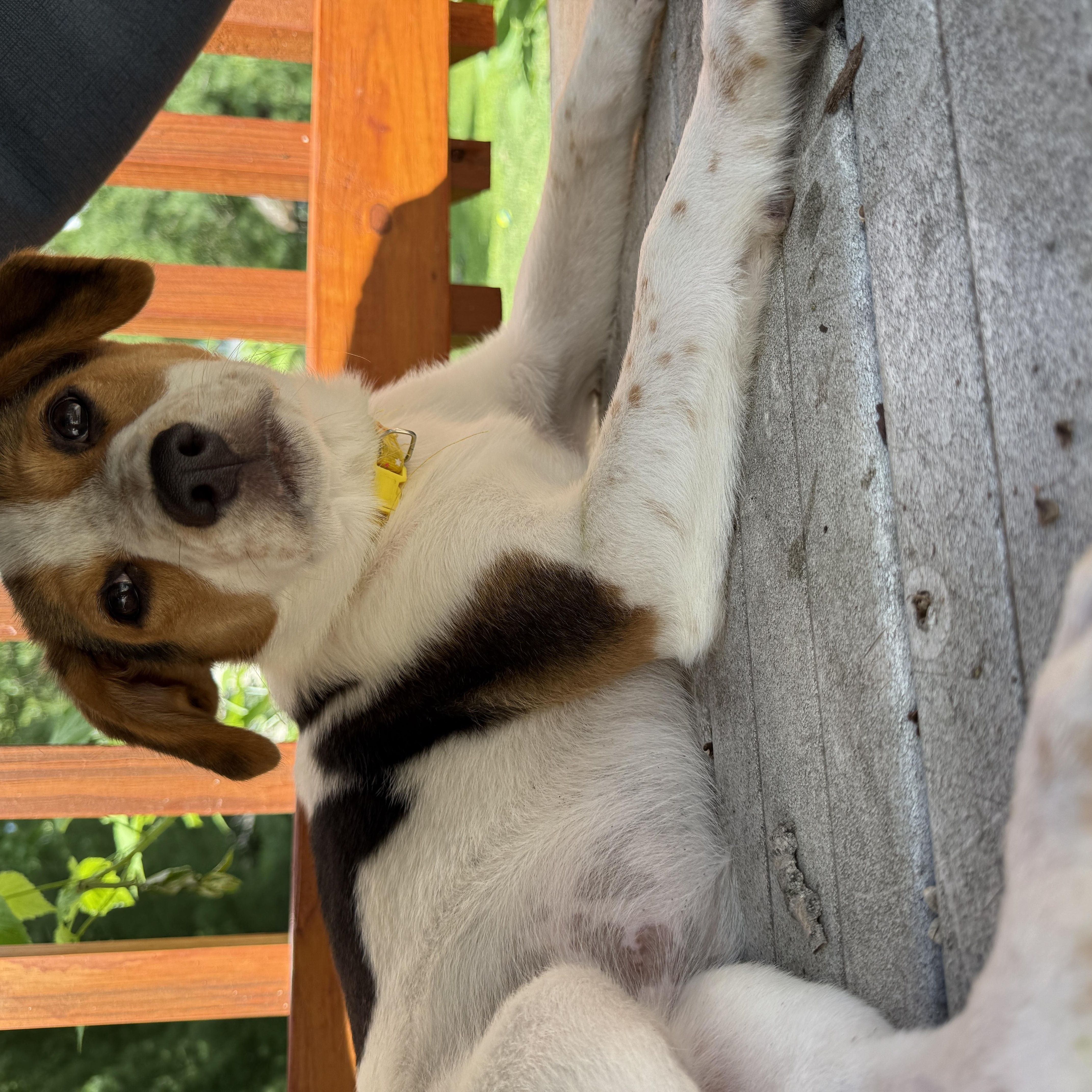 Enlarge Nutmeg, a Adoptable mixed breed in Lake Geneva, WI image 5/5