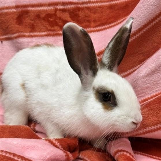 PLUTO, Adoptable, Adult Male Bunny Rabbit.