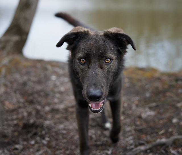 Canyon, a Adoptable mixed breed in Los Angeles, CA image 2/6