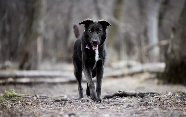 Canyon, a Adoptable mixed breed in Los Angeles, CA image 3/6