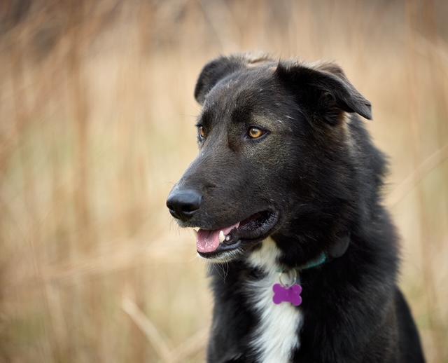 Canyon, a Adoptable mixed breed in Los Angeles, CA image 4/6