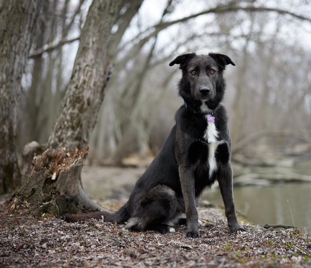 Canyon, a Adoptable mixed breed in Los Angeles, CA image 5/6