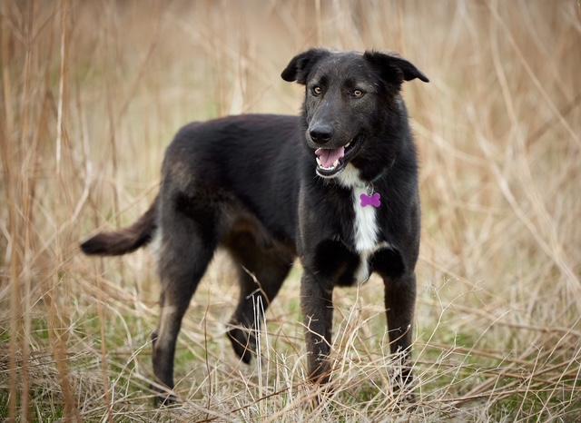 Canyon, a Adoptable mixed breed in Los Angeles, CA image 6/6