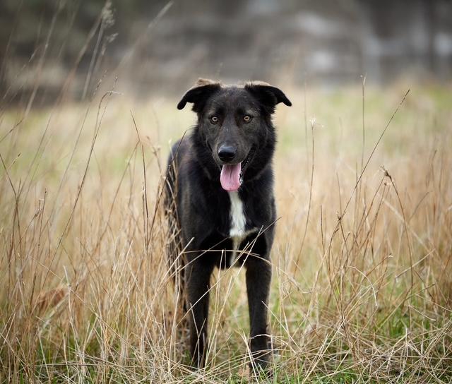 Canyon, a Adoptable mixed breed in Los Angeles, CA image 1/6