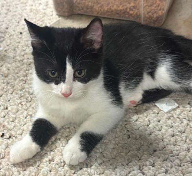 Chaps, Adoptable, Young Male Domestic Short Hair.