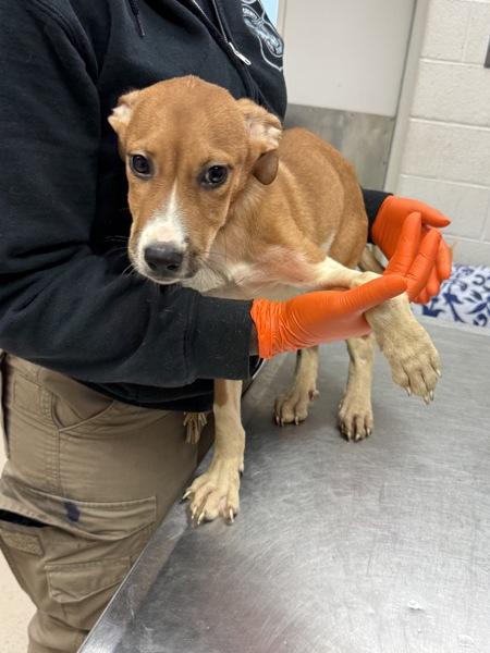 Enlarge Timmy (In Foster), a Adoptable mixed breed in Marietta, GA image 1/1