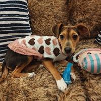 Enlarge Evie, an adopted mixed breed in Albany, NY image 1/2