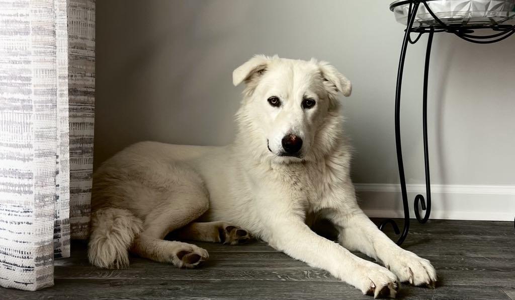 Ophelia - in foster home