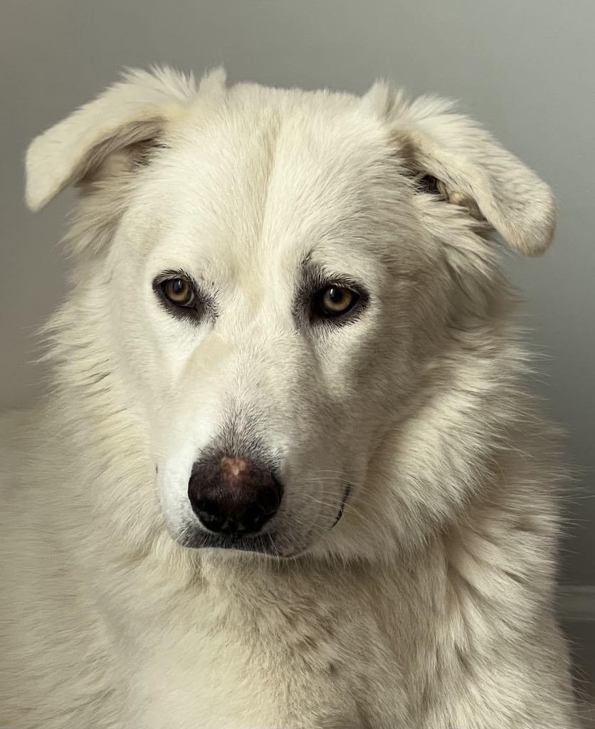 Ophelia - in foster home