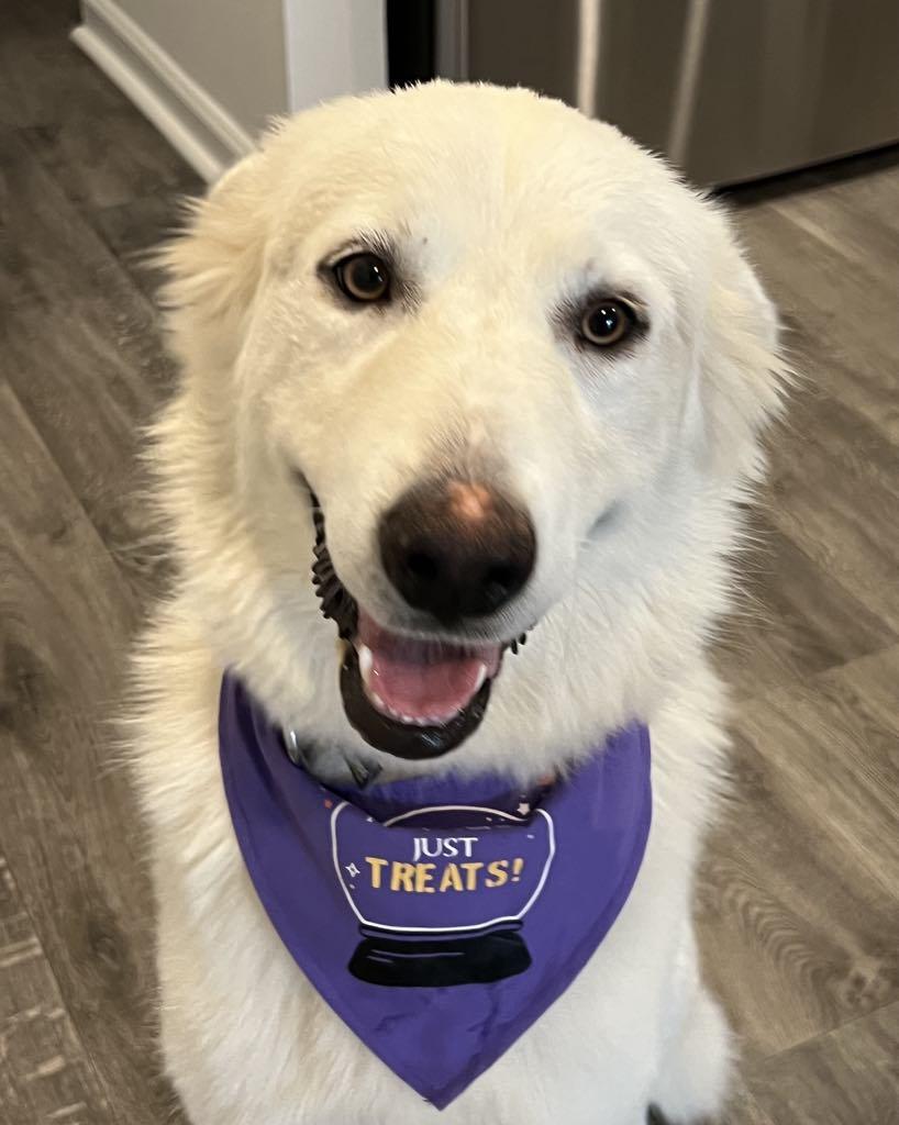 Ophelia - in foster home